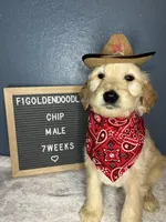 F1-Chip, a male Goldendoodle for sale in Aurora, MO – Photo 3 of 10