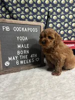 Yoda, a male Cockapoo for sale in Aurora, MO – 3 of 8