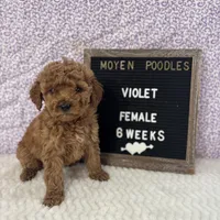 Violet-Moyen, a female Poodle - Miniature  and Poodle - Standard  for sale in Aurora, MO – Photo 4 of 10