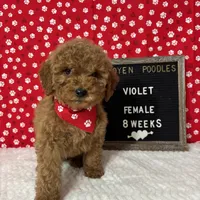 Violet-Moyen, a female Poodle - Miniature  and Poodle - Standard  for sale in Aurora, MO – Photo 1 of 10