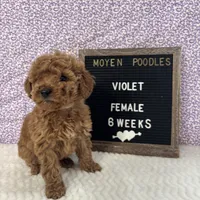 Violet-Moyen, a female Poodle - Miniature  and Poodle - Standard  for sale in Aurora, MO – Photo 5 of 10