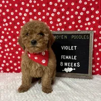 Violet-Moyen, a female Poodle - Miniature  and Poodle - Standard  for sale in Aurora, MO – Photo 2 of 10