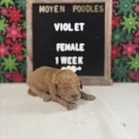 Violet-Moyen, a female Poodle - Miniature  and Poodle - Standard  for sale in Aurora, MO – Photo 10 of 10