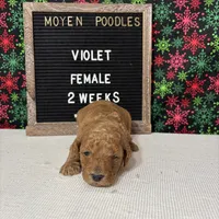 Violet-Moyen, a female Poodle - Miniature  and Poodle - Standard  for sale in Aurora, MO – Photo 6 of 10