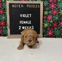 Violet-Moyen, a female Poodle - Miniature  and Poodle - Standard  for sale in Aurora, MO – Photo 7 of 10
