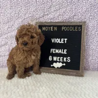Violet-Moyen, a female Poodle - Miniature  and Poodle - Standard  for sale in Aurora, MO – Photo 3 of 10