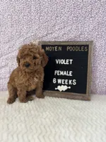 processed/a7b9d83f-cc74-472f-a476-597273806cd3/listing/3938298c-a675-420b-a995-0044598b91bd/a9c4a825-a350-429d-991a-b6a4b9c6b9db