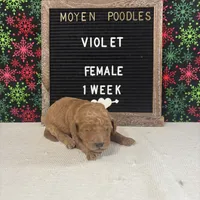 Violet-Moyen, a female Poodle - Miniature  and Poodle - Standard  for sale in Aurora, MO – Photo 9 of 10