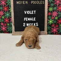Violet-Moyen, a female Poodle - Miniature  and Poodle - Standard  for sale in Aurora, MO – Photo 8 of 10
