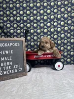 Chewie, a male Cockapoo for sale in Aurora, MO – 3 of 8