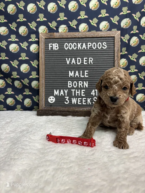 Vader – Cockapoo puppy for sale in Aurora, MO