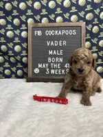 Vader, a male Cockapoo for sale in Aurora, MO – 4 of 8