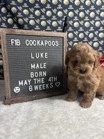 Luke, a male Cockapoo for sale in Aurora, MO – 2 of 8