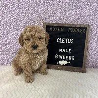 Cletus-Moyen, a male Poodle - Miniature  and Poodle - Standard  for sale in Aurora, MO – Photo 4 of 10