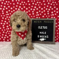 Cletus-Moyen, a male Poodle - Miniature  and Poodle - Standard  for sale in Aurora, MO – Photo 3 of 10