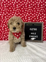 Cletus-Moyen, a male Poodle - Miniature  and Poodle - Standard  for sale in Aurora, MO – Photo 2 of 10