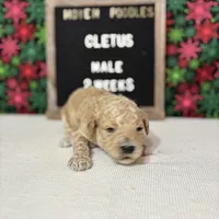 Cletus-Moyen, a male Poodle - Miniature  and Poodle - Standard  for sale in Aurora, MO – Photo 8 of 10