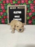 Cletus-Moyen, a male Poodle - Miniature  and Poodle - Standard  for sale in Aurora, MO – Photo 7 of 10