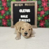 Cletus-Moyen, a male Poodle - Miniature  and Poodle - Standard  for sale in Aurora, MO – Photo 7 of 10