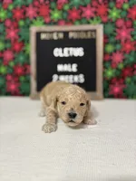 Cletus-Moyen, a male Poodle - Miniature  and Poodle - Standard  for sale in Aurora, MO – Photo 6 of 10