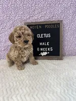 Cletus-Moyen, a male Poodle - Miniature  and Poodle - Standard  for sale in Aurora, MO – Photo 4 of 10