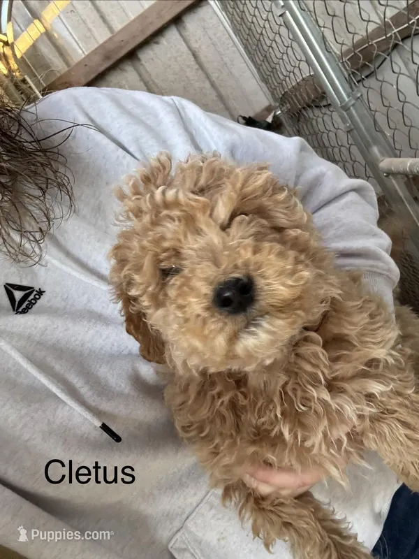 Cletus-Moyen