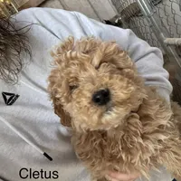 Cletus-Moyen, a male Poodle - Miniature  and Poodle - Standard  for sale in Aurora, MO – Photo 1 of 10