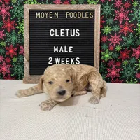Cletus-Moyen, a male Poodle - Miniature  and Poodle - Standard  for sale in Aurora, MO – Photo 9 of 10