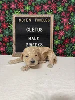 Cletus-Moyen, a male Poodle - Miniature  and Poodle - Standard  for sale in Aurora, MO – Photo 8 of 10