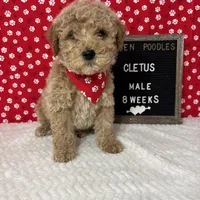 Cletus-Moyen, a male Poodle - Miniature  and Poodle - Standard  for sale in Aurora, MO – Photo 2 of 10