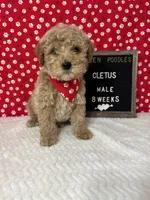 Cletus-Moyen, a male Poodle - Miniature  and Poodle - Standard  for sale in Aurora, MO – Photo 1 of 10
