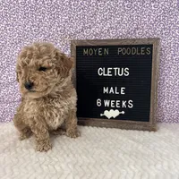 Cletus-Moyen, a male Poodle - Miniature  and Poodle - Standard  for sale in Aurora, MO – Photo 6 of 10