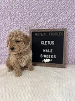 Cletus-Moyen, a male Poodle - Miniature  and Poodle - Standard  for sale in Aurora, MO – Photo 5 of 10