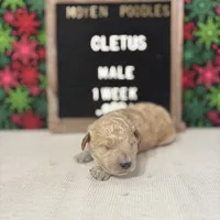 Cletus-Moyen, a male Poodle - Miniature  and Poodle - Standard  for sale in Aurora, MO – Photo 10 of 10