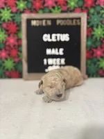 Cletus-Moyen, a male Poodle - Miniature  and Poodle - Standard  for sale in Aurora, MO – Photo 9 of 10