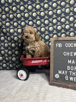 Chewie, a male Cockapoo for sale in Aurora, MO – 2 of 8
