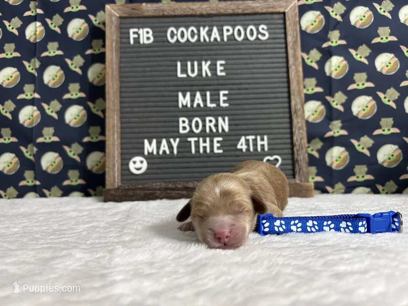 Luke, a male Cockapoo for sale in Aurora, MO – 1 of 3