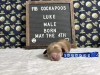 Luke, a male Cockapoo for sale in Aurora, MO – 1 of 3