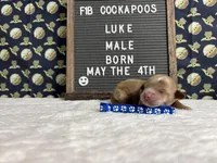 Luke, a male Cockapoo for sale in Aurora, MO – 2 of 3