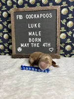Luke, a male Cockapoo for sale in Aurora, MO – 3 of 3