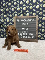 Kylo, a male Cockapoo for sale in Aurora, MO – 5 of 8