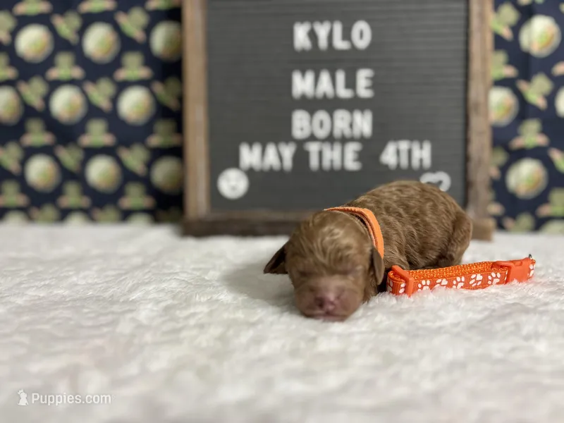 Kylo – Cockapoo puppy for sale in Aurora, MO