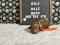 Kylo, a male Cockapoo for sale in Aurora, MO – 1 of 3