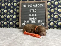 Kylo, a male Cockapoo for sale in Aurora, MO – 3 of 3