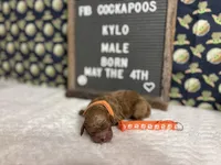 Kylo, a male Cockapoo for sale in Aurora, MO – 2 of 3