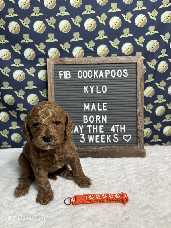 Kylo – Cockapoo puppy for sale in Aurora, MO