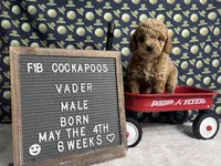 Vader, a male Cockapoo for sale in Aurora, MO – 2 of 8