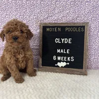Clyde-Moyen, a male Poodle - Miniature  and Poodle - Standard  for sale in Aurora, MO – Photo 5 of 10