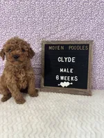 processed/a7b9d83f-cc74-472f-a476-597273806cd3/listing/67d00d49-38ab-457f-838f-b6b0b77ab68d/049f059f-7e89-496e-9f38-0bdc85c8736f