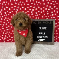 Clyde-Moyen, a male Poodle - Miniature  and Poodle - Standard  for sale in Aurora, MO – Photo 2 of 10